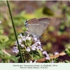 satyrium spini male 1